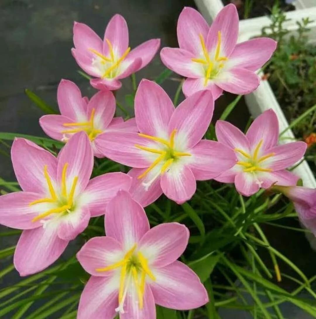 LiLi品 楽天市場】□ 天馬 LILICY リリシーボトル キュート180 Cherr