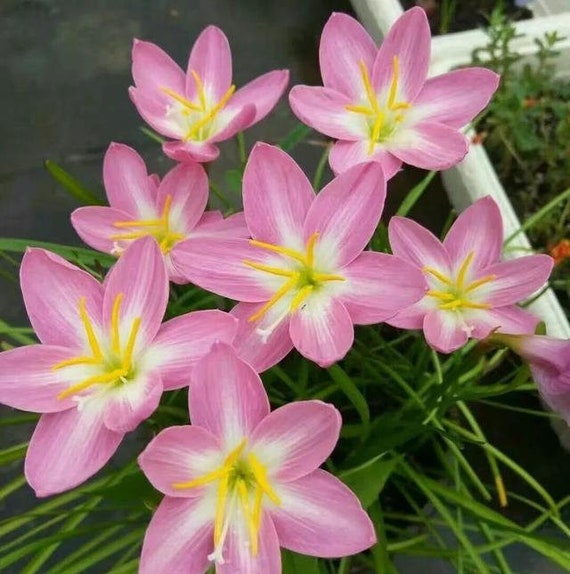 lily Veneto | Zabo Plant