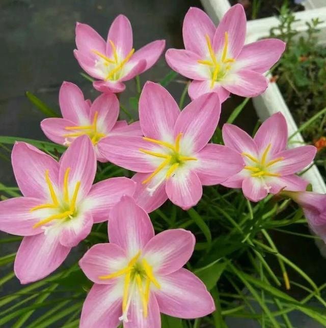 Lily　20 il_fullxfull.4334932531_tlrd.jpg