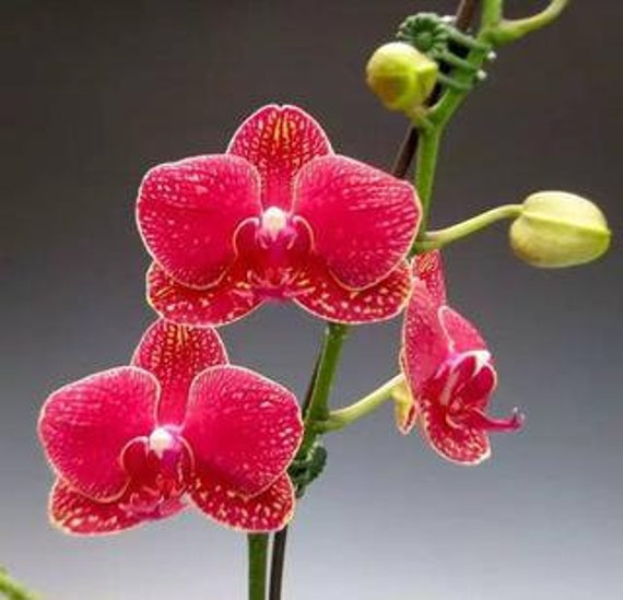 10 Butterfly Orchid Seeds Red HW91009 - Etsy