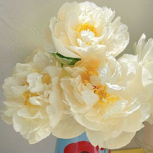 5  Peony Flower Seeds BW991010-13