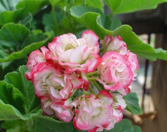 30 Geranium Seeds Pelargonium Seeds HW96205-23