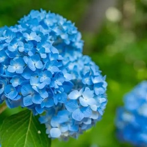 May include: A close-up of a cluster of blue hydrangea flowers in bloom. The flowers are arranged in a rounded shape and have a delicate, ruffled texture.