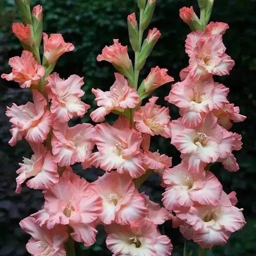 2 Gladiolus Flower Bulbs F8001-362