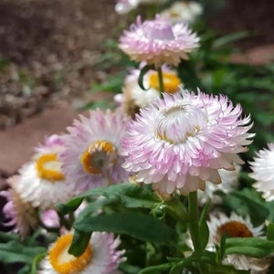 30 Strawflower Helichrysum Bracteatum Seeds BW95003-2