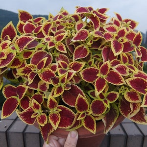 100 Rainbow Coleus Seeds F4024-8