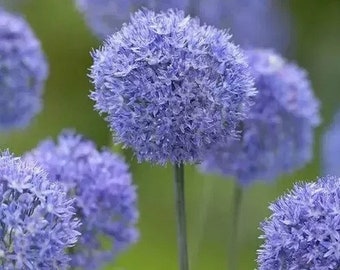 20 Giant Ball Onion Allium Christophii Huge Hardy Perennial Seeds CW92008-4