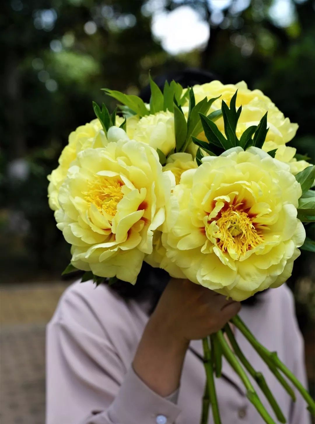 5 Yellow Peony Seeds EW91003 - Etsy