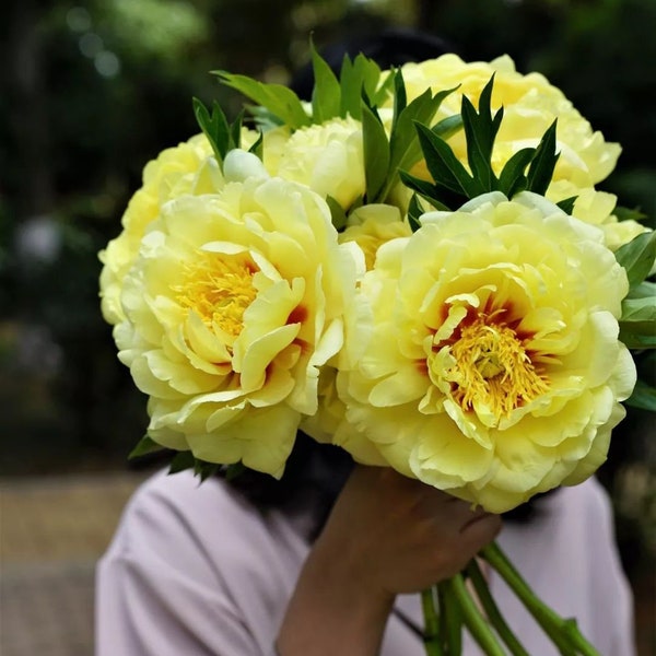 Yellow Peony Etsy