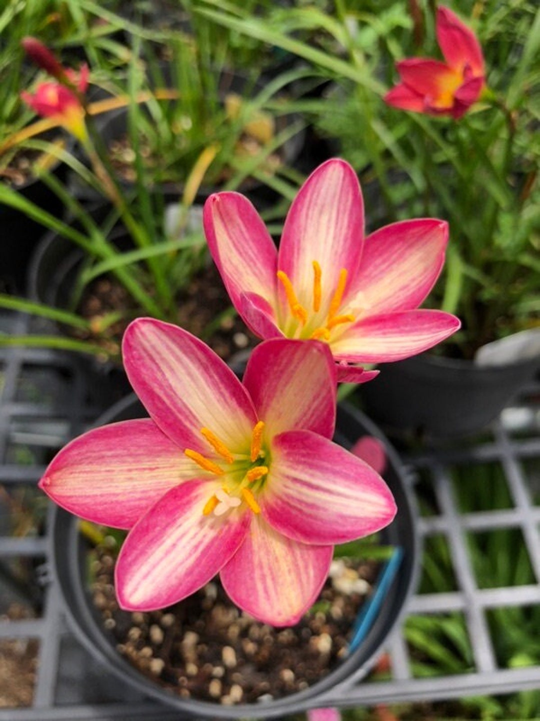 Lily VAN ZYVERDEN Mammoth Tall Red and Yellow Lily Empoli Bulbs