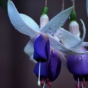 50 Fuchsia Flower Seeds FW95226-1