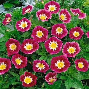 30 Dwarf Morning Glory Seeds Convolvulus Tricolor Minor Ensign BW91016