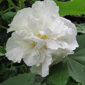 20 Hibiscus mutabilis Flower Seeds FW97001