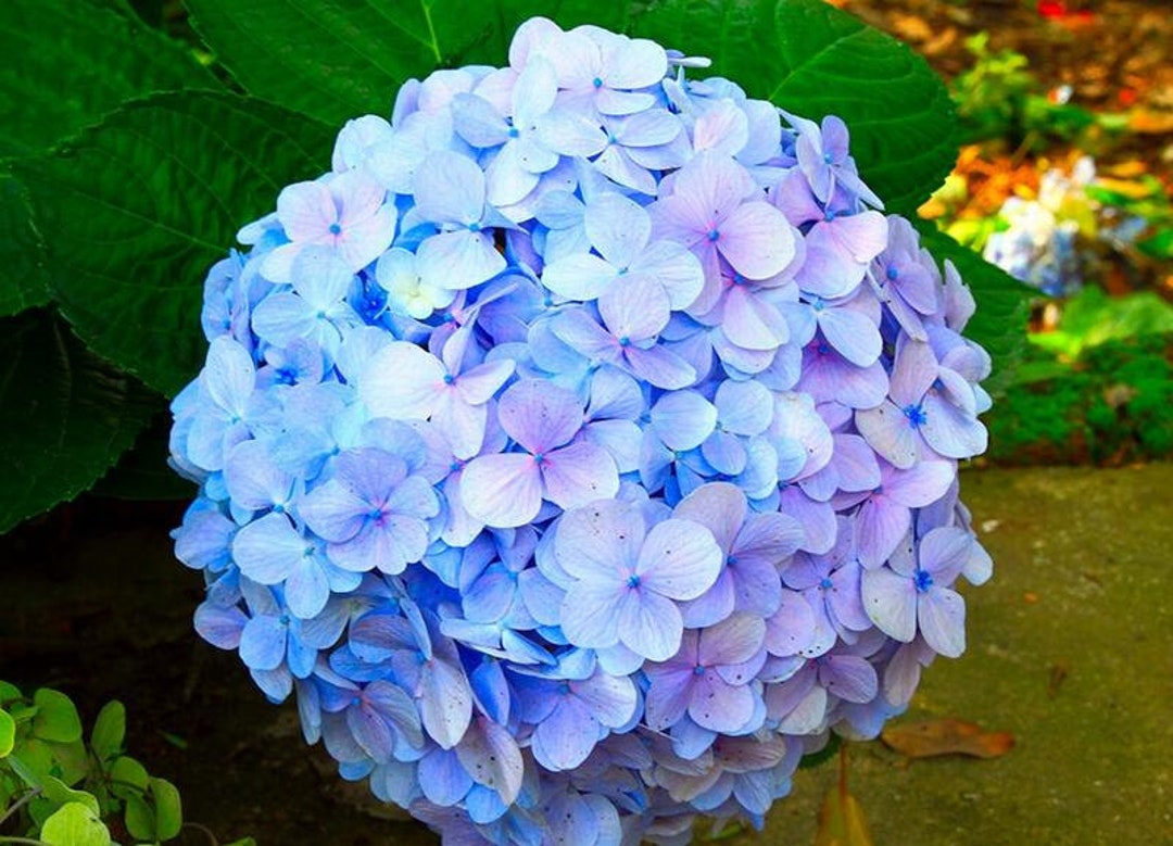 10 Hydrangea Flower Seeds CW91071-603 - Etsy
