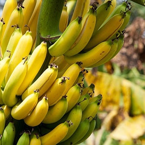 50 Banana Seeds HW93021