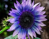 15 Sunflower Sun Flower Seeds BW97800-40 - Etsy