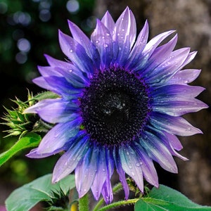 15 Sunflower Sun Flower Seeds BW97800-40
