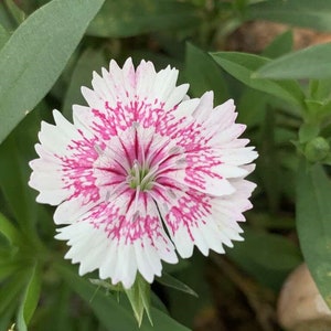 20 Dianthus chinensis Flower Seeds DW91003-4