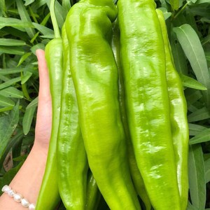 May include: A cluster of fresh, vibrant green peppers, elongated and slightly curved, held against a backdrop of green foliage. The peppers have a smooth, glossy surface, suggesting they are recently harvested. The image highlights the natural color and texture of the produce.