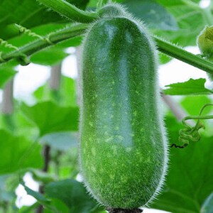 10 White Gourd Seeds AW95366