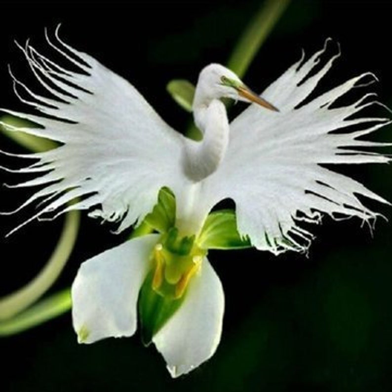 20pcs White Egret Orchid Flowers Seeds HW93013 image 1