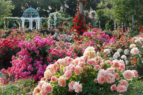rose♡ national PLANT NETWORK 2 gal. Rose Pink Crush with Pink