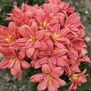 2  Rain Lily Bulbs TW91030-13