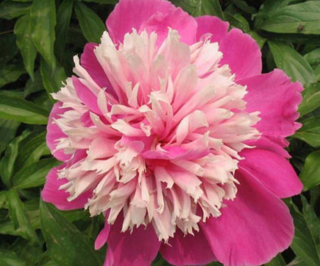 5 Peony Flower Seeds BW991010-8 - Etsy