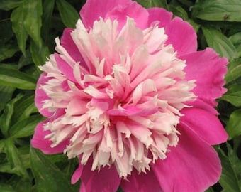 May include: A large, pink and white peony flower with ruffled petals. The flower is in full bloom and has a delicate, feminine appearance.