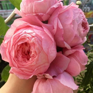 10 Pink Rose Rosa Bush Shrub Perennial Flower Seeds HW94014