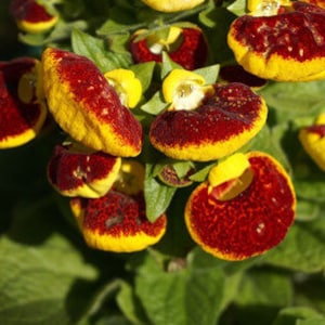 10 Rare Slipper Flower Fascination Flower Seeds EW91001-33