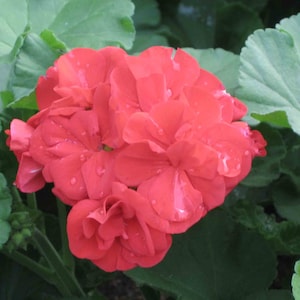 30 Geranium Seeds Pelargonium Seeds HW96205-26