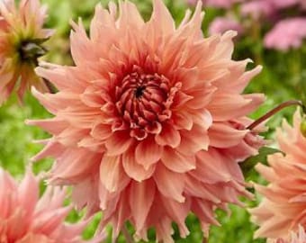 May include: A large, peach-colored dahlia flower with a deep pink center. The petals are ruffled and have a soft, velvety texture.