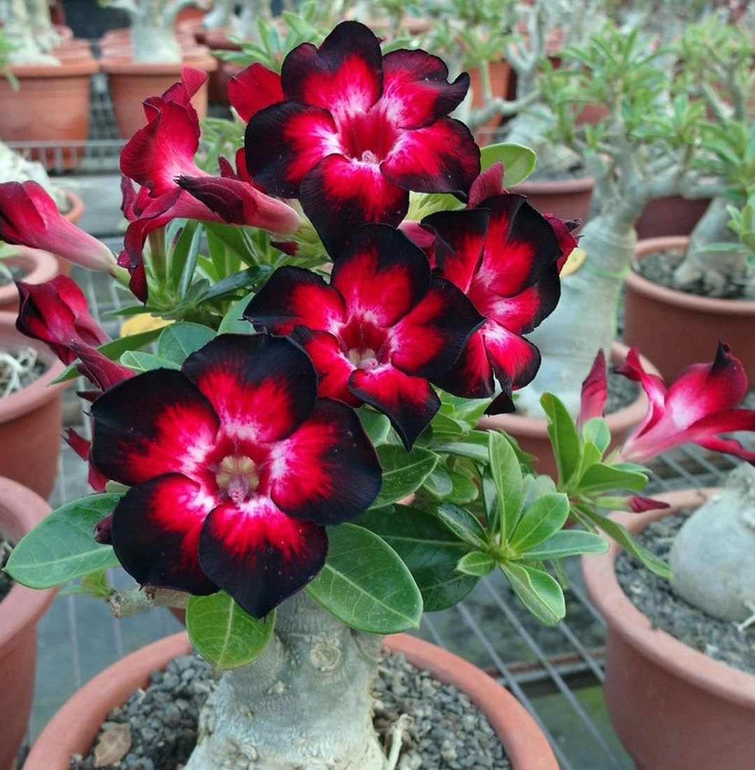 5 Rare Desert Rose Flowers Seeds FW94068 - Etsy 5 Rare Desert Rose Flowers Seeds FW94068 - Etsy
