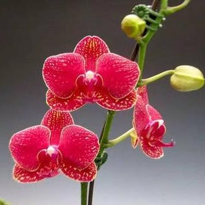 10 Orchid Seeds Red HW91009
