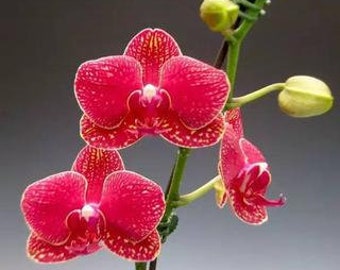 10 Orchid Seeds Red HW91009