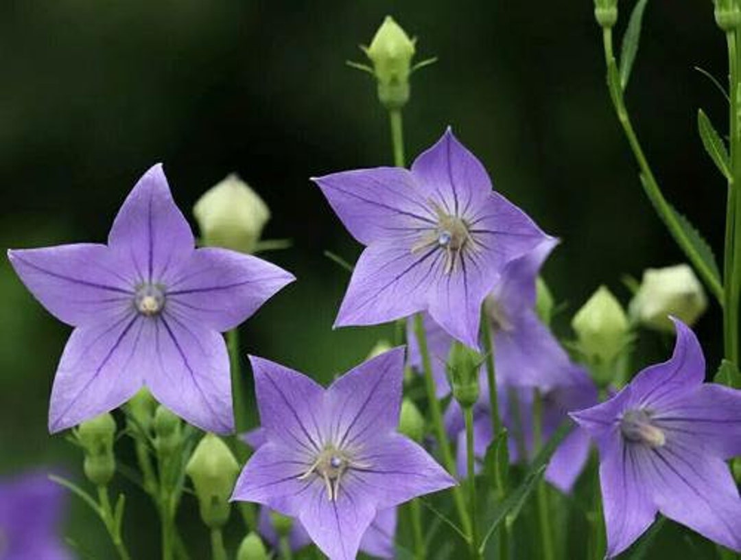 50 Blue Balloon Flower Seeds BW91019 - Etsy