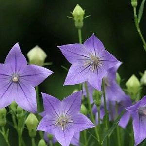 50 blue balloon flower seeds BW91019