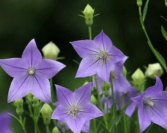 50 blue balloon flower seeds BW91019