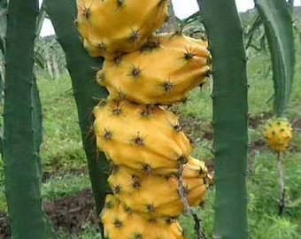 20 Dragon fruit seeds Yellow HW93062