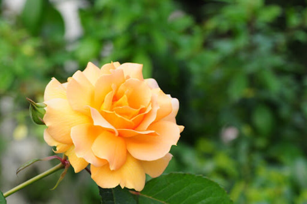 ROSE❣️ 10 ROSE Rosa Flower Seeds BW97001-431 - Etsy