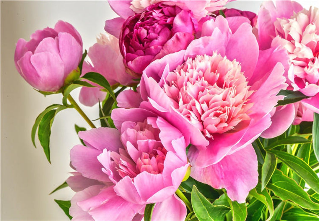 ✳︎peony✳︎ il_fullxfull.5871423622_p7yk.jpg