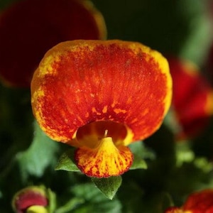 10 Rare Slipper Flower Fascination Flower Seeds EW91001-20