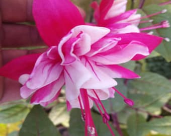 50 Fuchsia Flower Seeds FW95226-6