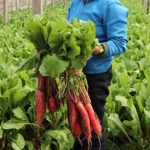 50 Red Carrot Seeds AW95151