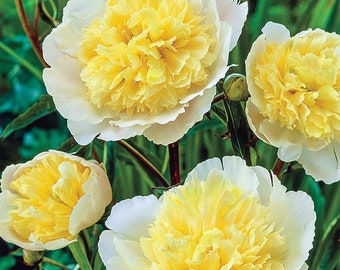 May include: Close-up of three white peonies with yellow centers. The flowers are in full bloom and have a soft, delicate appearance.