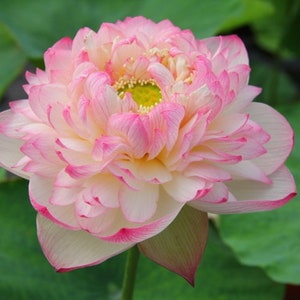 4 Lotus Seeds Water Lily Flower Seeds BW91084-33