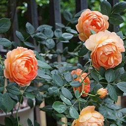 10 CLIMBING ROSE Rosa Bush Seeds BW91073 - Etsy
