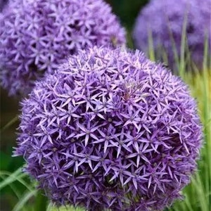 20 Giant Ball Onion Allium Christophii Huge Hardy Perennial Seeds CW92008-2