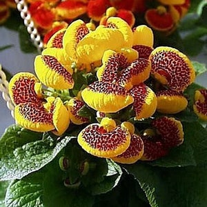 10 Rare Slipper Flower Fascination Flower Seeds EW91001-27